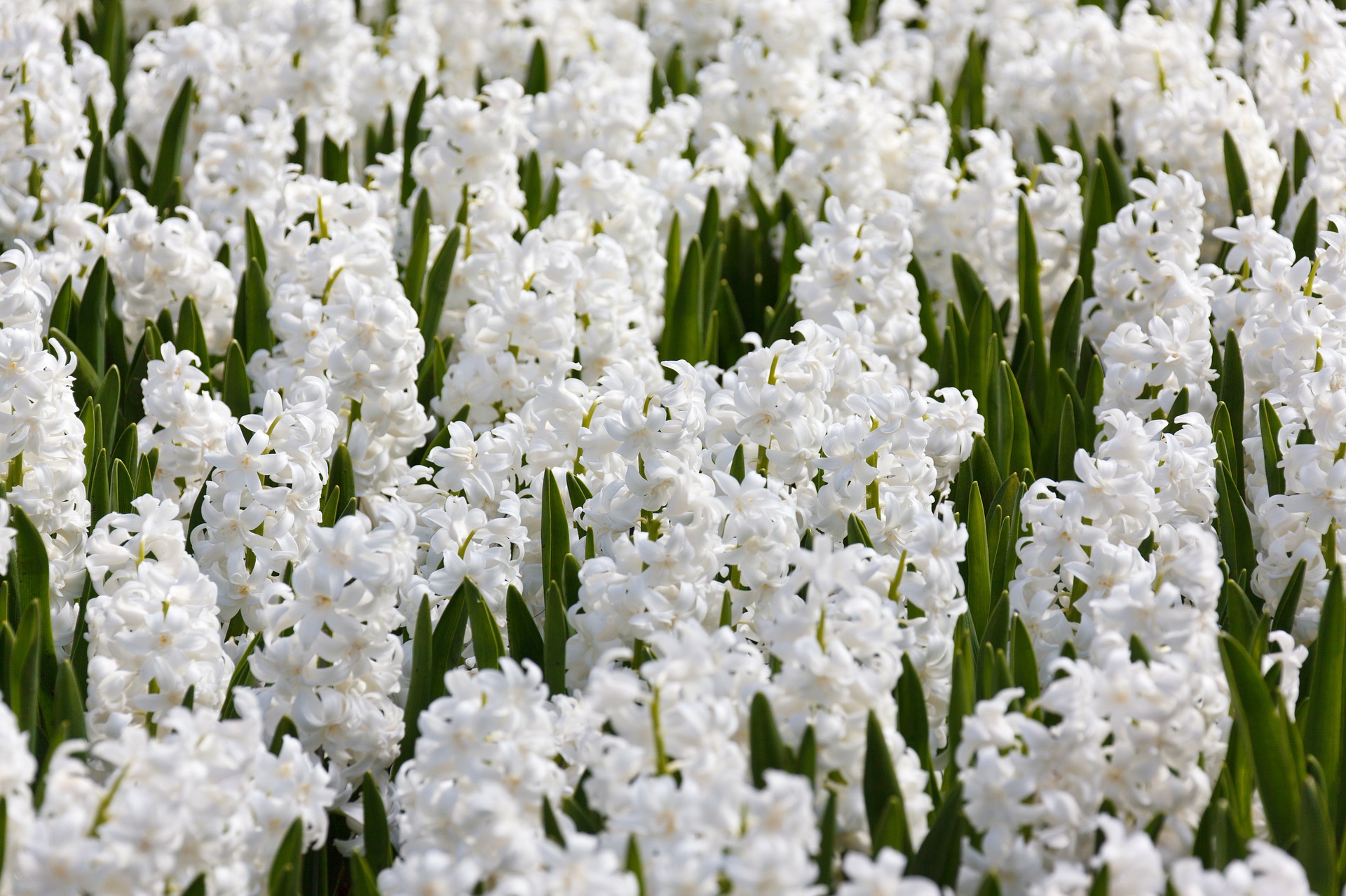 Biało kwitnące hiacynty