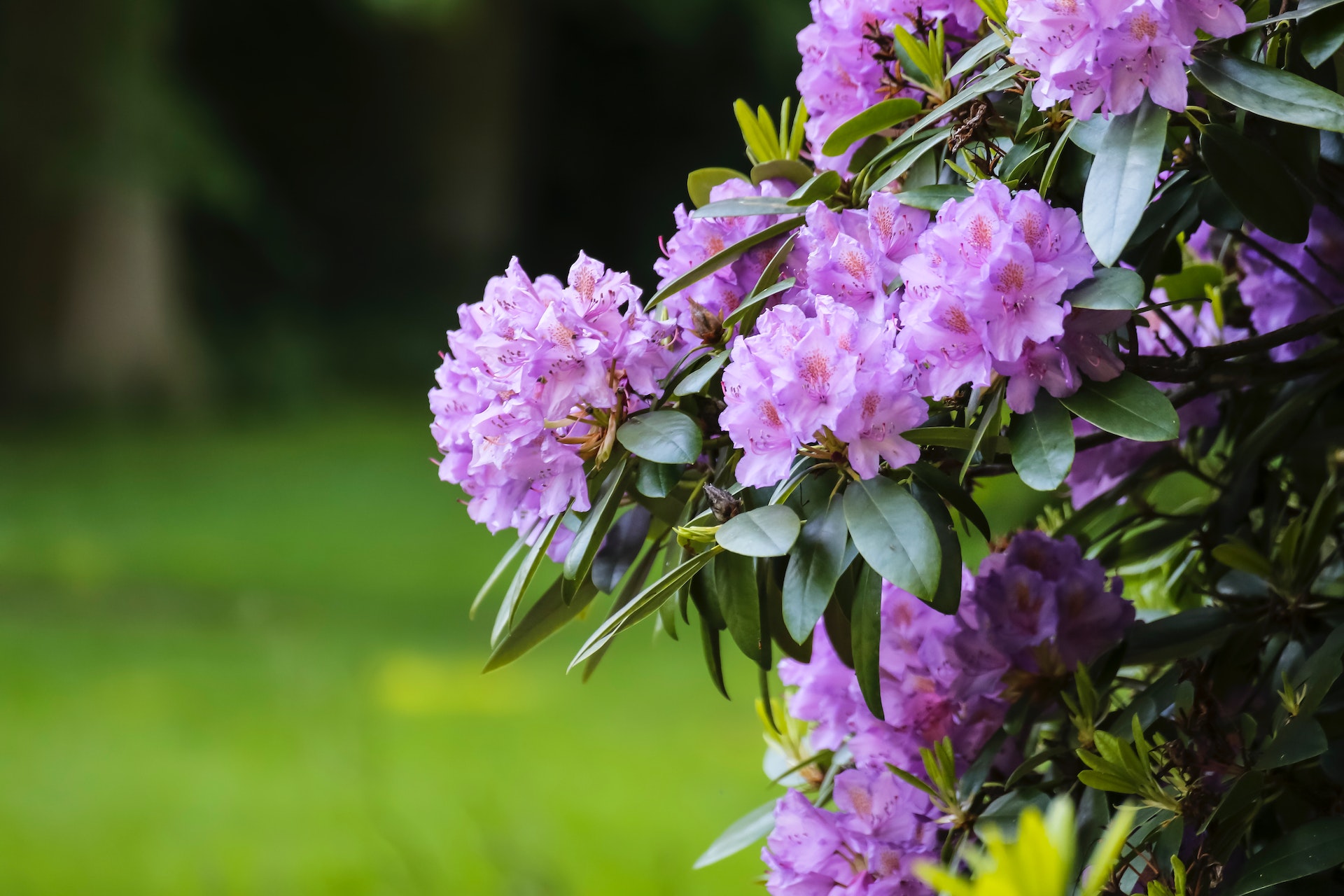 Rhododendron impeditum rośnie w ogrodzie