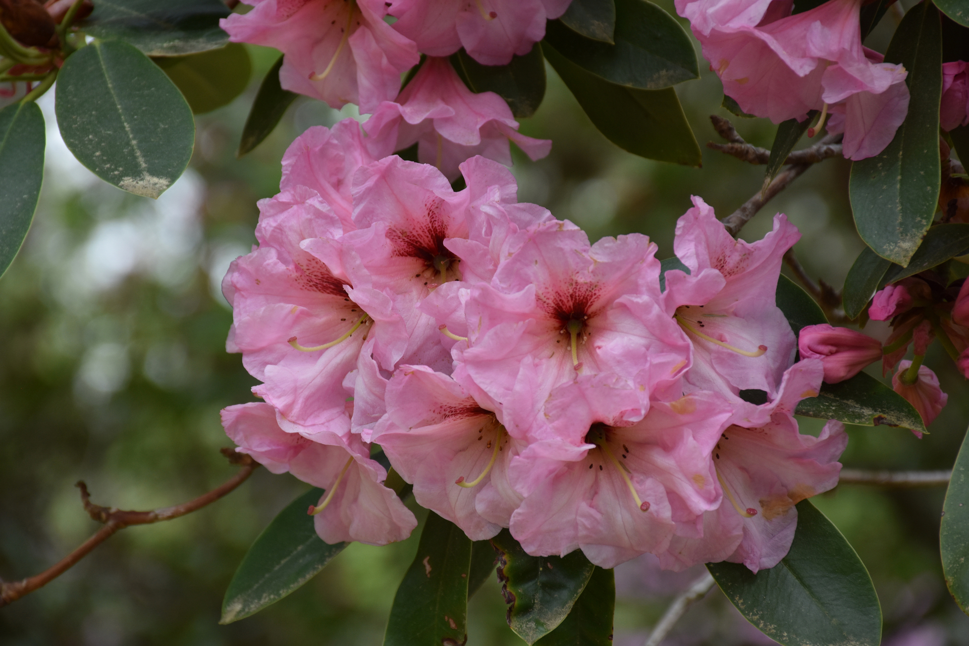 Różowy rhododendron haaga kwitnie w ogrodzie